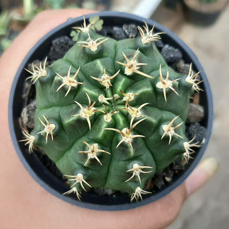 Mihanovichii hybrid