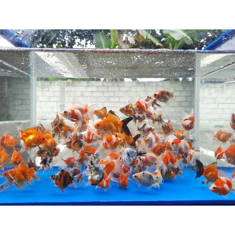 Mas Koki Ryukin Aquascape Termurah-1