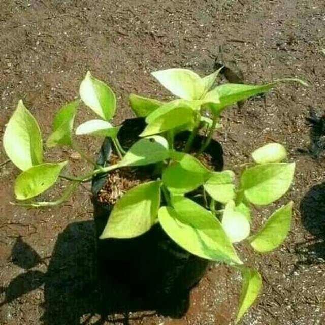 srigading lemon - tanaman gantung - tanaman hias - srigading - bibit srigading