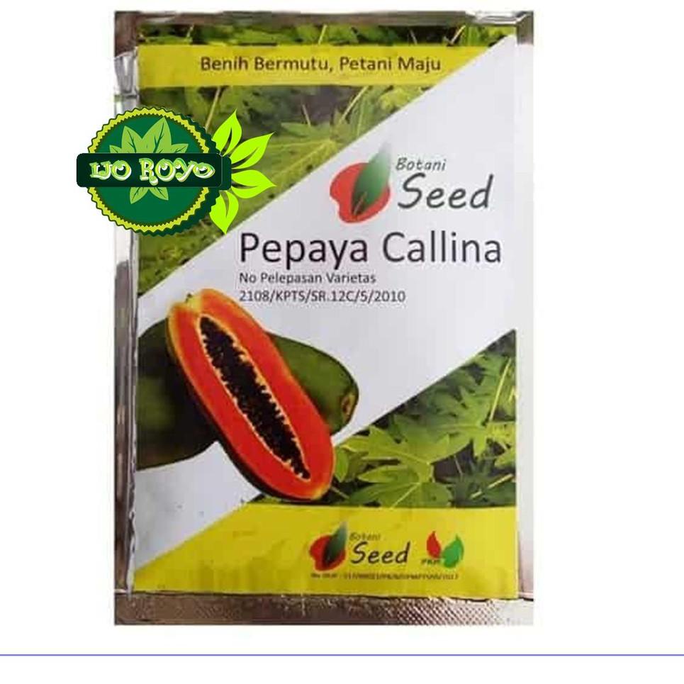 Barang Ori% BENIH PEPAYA CALINA CALIFORNIA IPB ISI 150 asli botani seed s77>