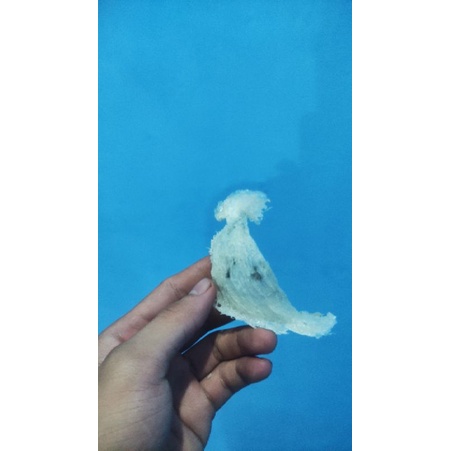 

SARANG WALET ASLI 1 gr
