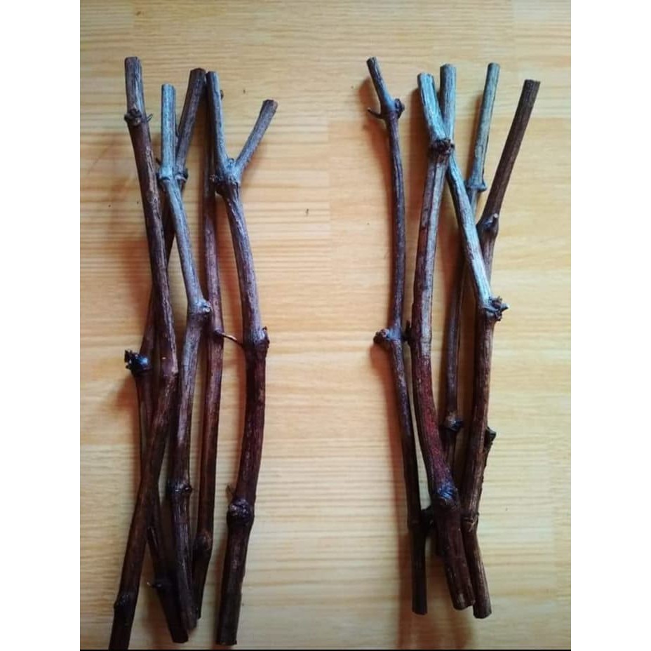 Termurah 5 Stek Cutting Bibit Anggur Ninel Import Termurah