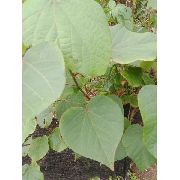 

daun waru segar/20 helai