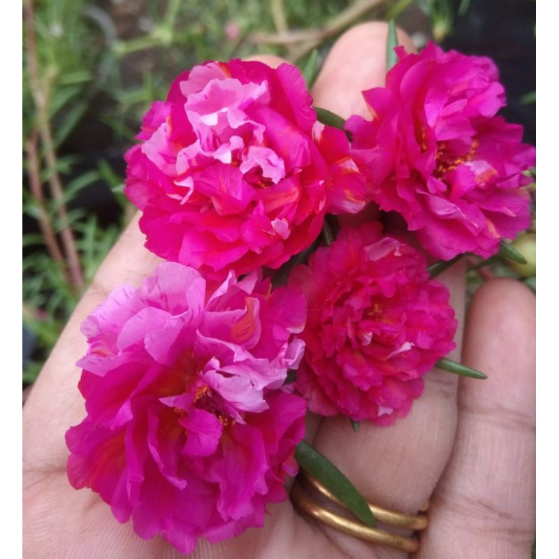 Krokot MBP (Merah Batik Purple) Moss rose Portulaca