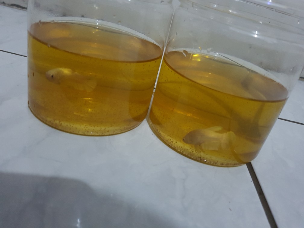 Ikan Cupang Plakat Gold