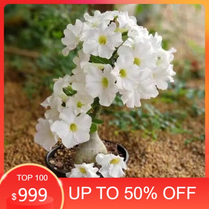 NEW bibit tanaman adenium bunga putih bonggol besar bahan bonsai kamboja