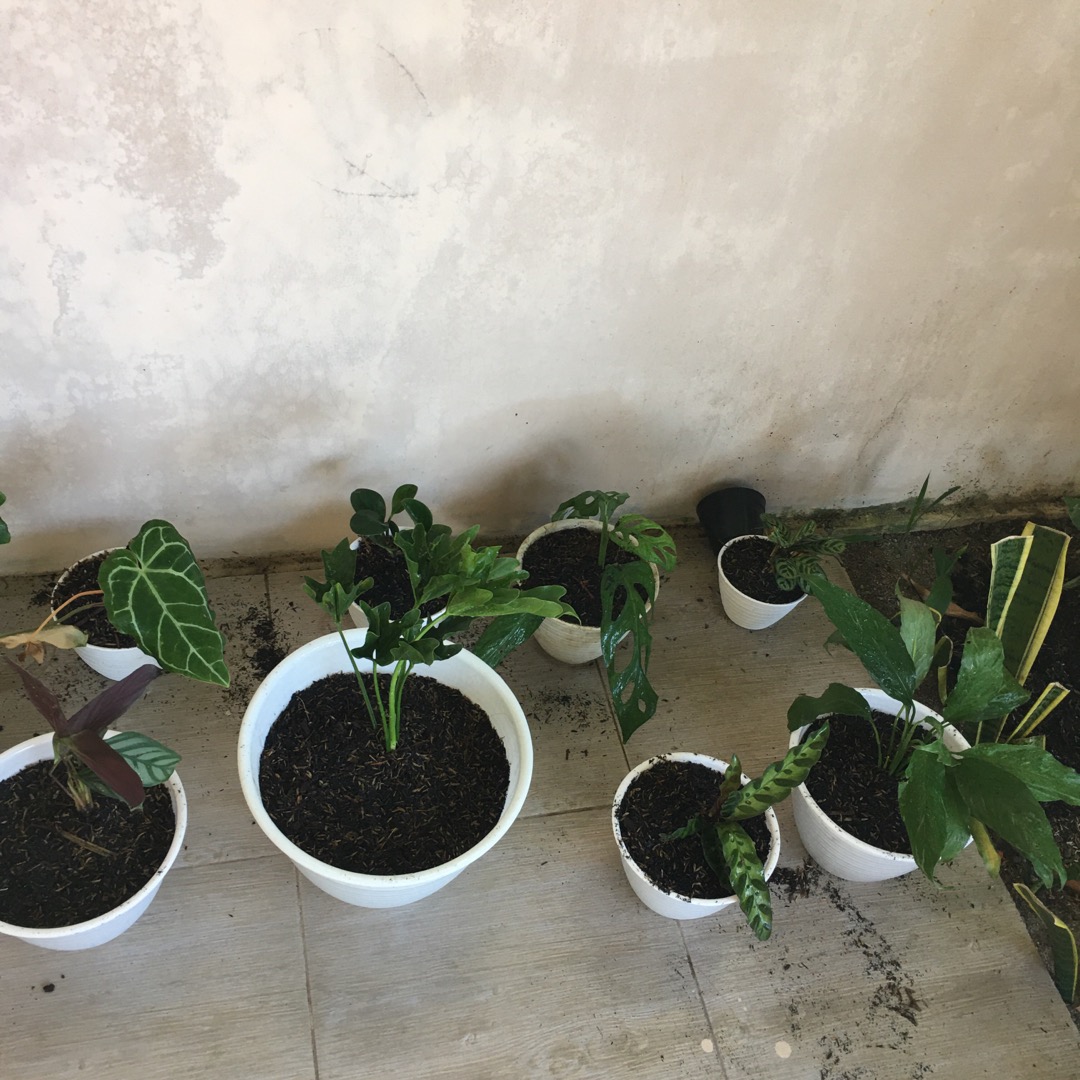 Paket 4 Tanaman Hias Calathea - Calathea Makoyana - Sepat - Levonerow - Calathea Bulu Ayam