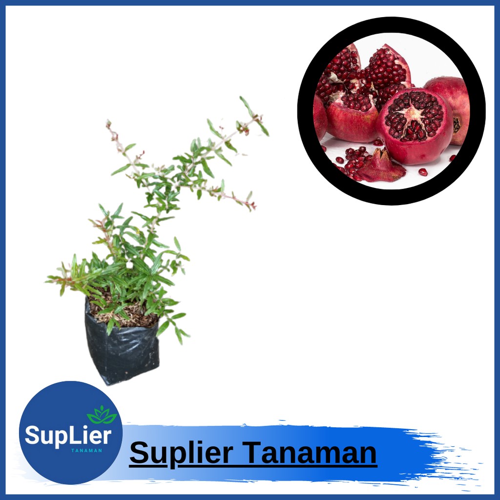 Bibit Tanaman Buah Delima Biji Lunak ( Delima Merah )