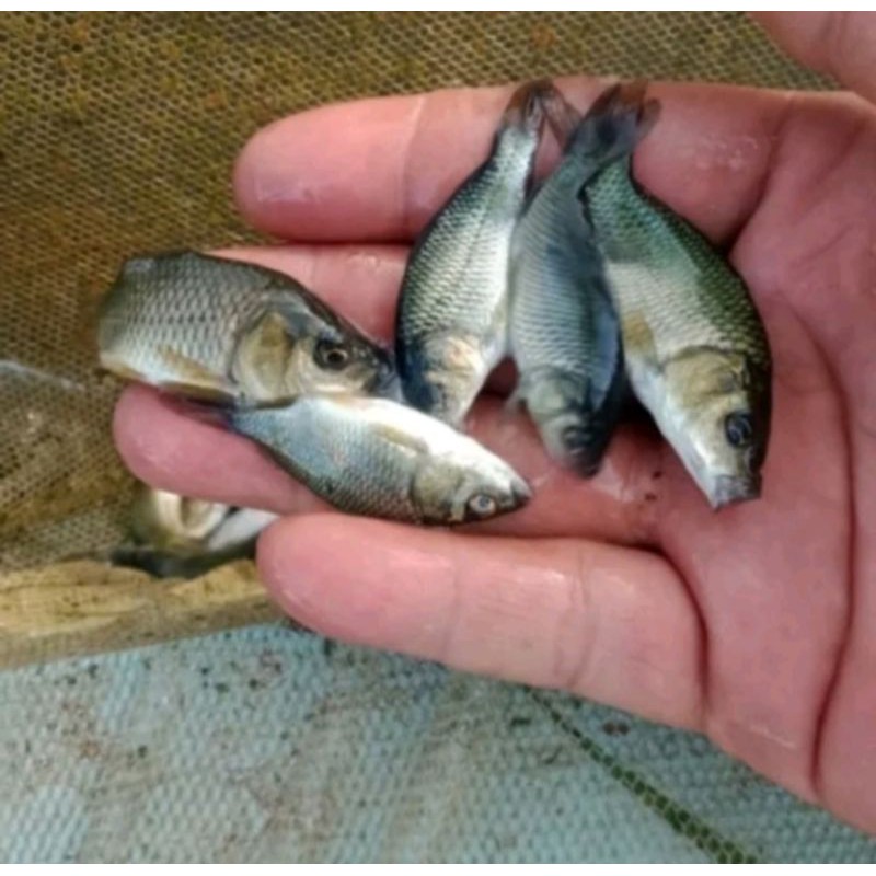 bibit ikan mas atau benih ikan mas ukuran jempol