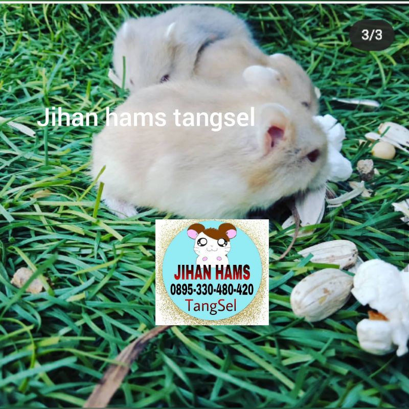 hamster winter argente