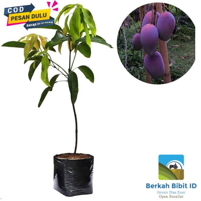 Bibit Mangga Irwin super super