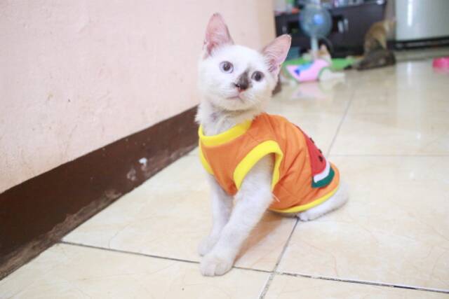 Kaos orange motif semangka lucu untuk kucing dan anjing / baju kucing murah size S M L XL