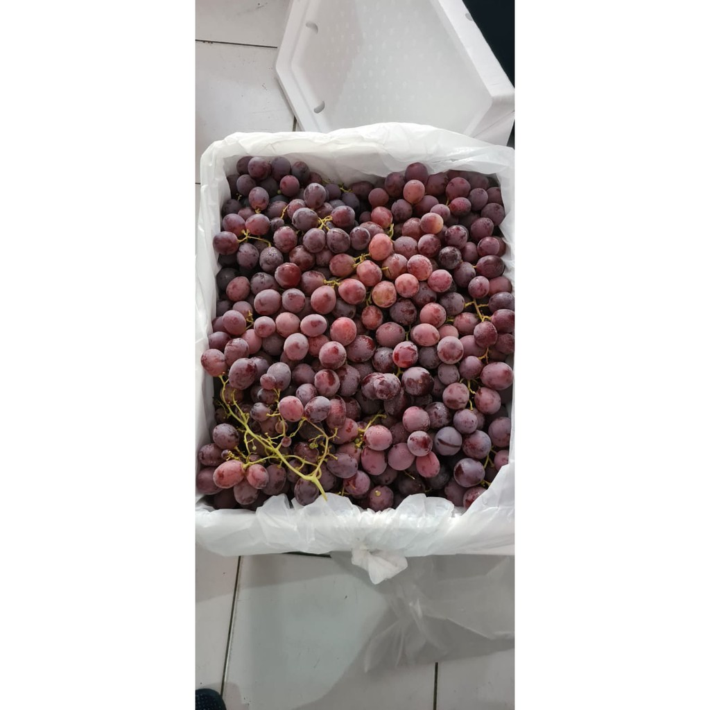 

Anggur Red Globe (BOX)
