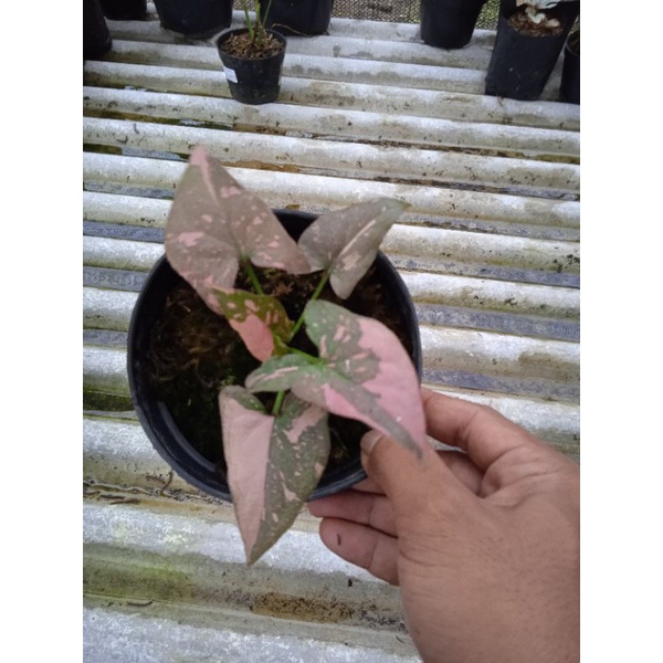 syngonium pink splash