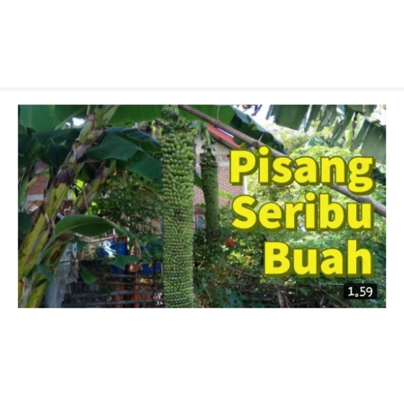 

bibitpisangseribumurah mini