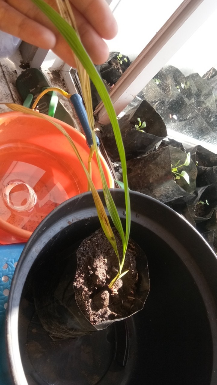 Bibit Bawang Dayak Bawang Seberang Tanaman Herbal