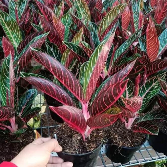 tanaman hias aglonema red Sumatra - aglonema red Sumatra