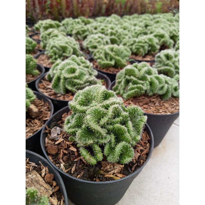 Kaktus Babat (Opuntia Cylindrica Cristata)