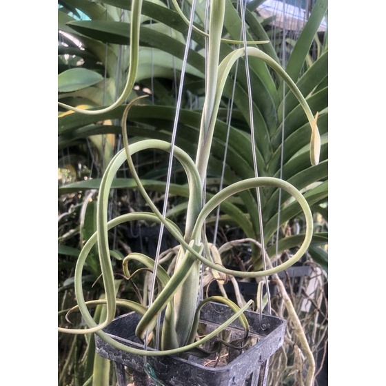 Tillandsia Intermedia giant