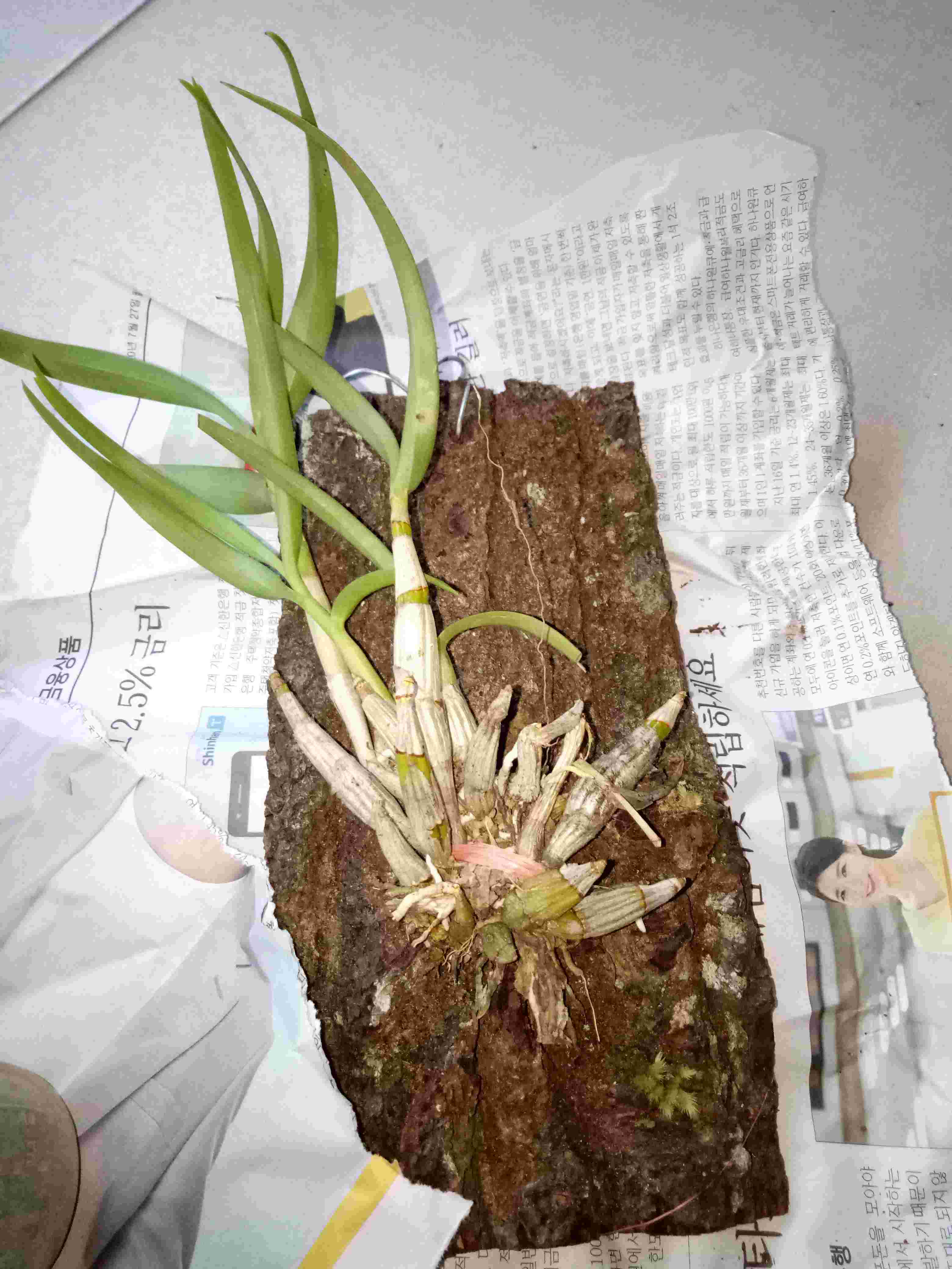 Papiopedillum Gloucophyllum