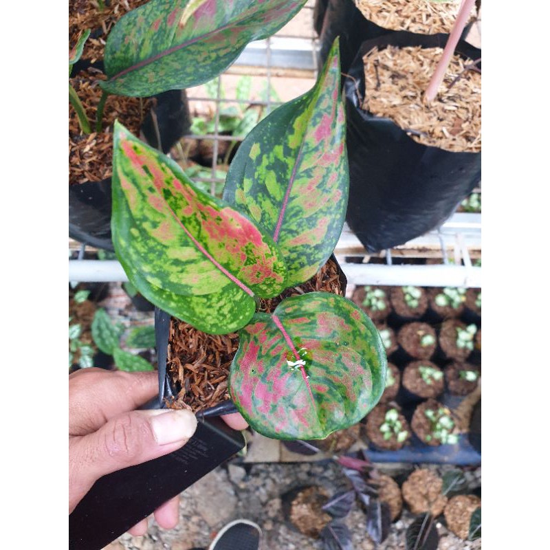 Tanaman Hias Aglonema Hengheng Anakan