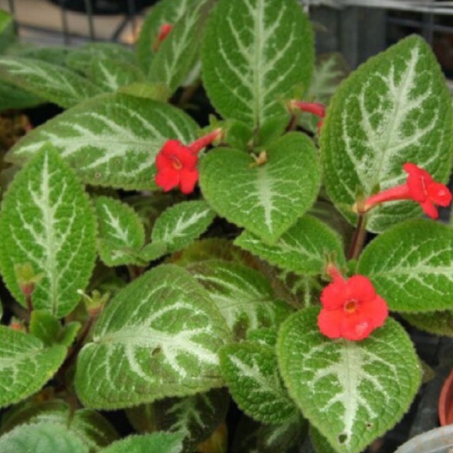 Jual Tanaman hias bunga episcia cupreata green    Indonesia|Shopee Indonesia