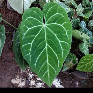 tanaman hias anthurium kuping  gajah  daun  besar pohon 