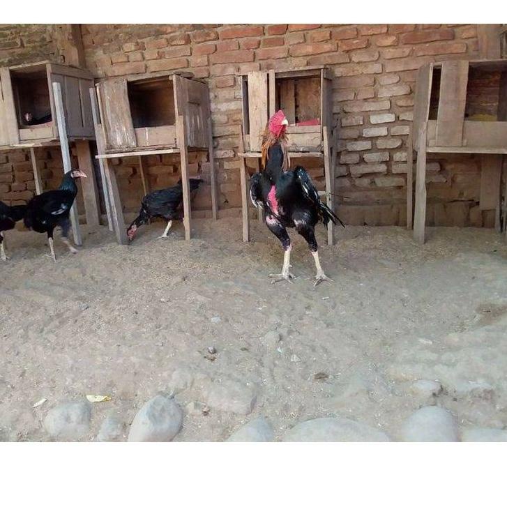 ✔️FLA⚡H⚡ALE✔️TELUR AYAM SHAMO JEPANG IMPORT AYAM PETARUNG BESAR KUAT