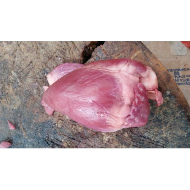 

Jantung Babi