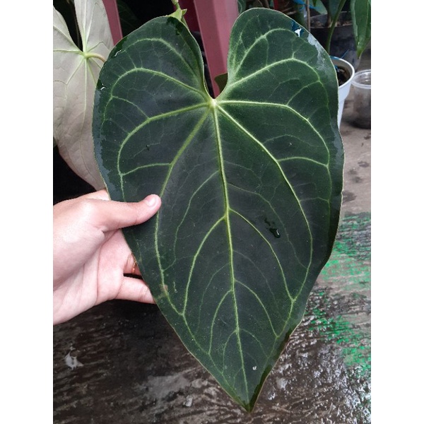 Anthurium/ Kuping Gajah Norte