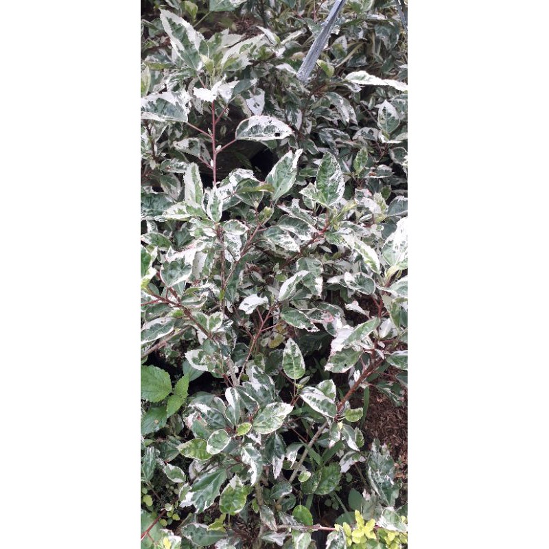 Bunga Sepatu (hibiscus variegata)