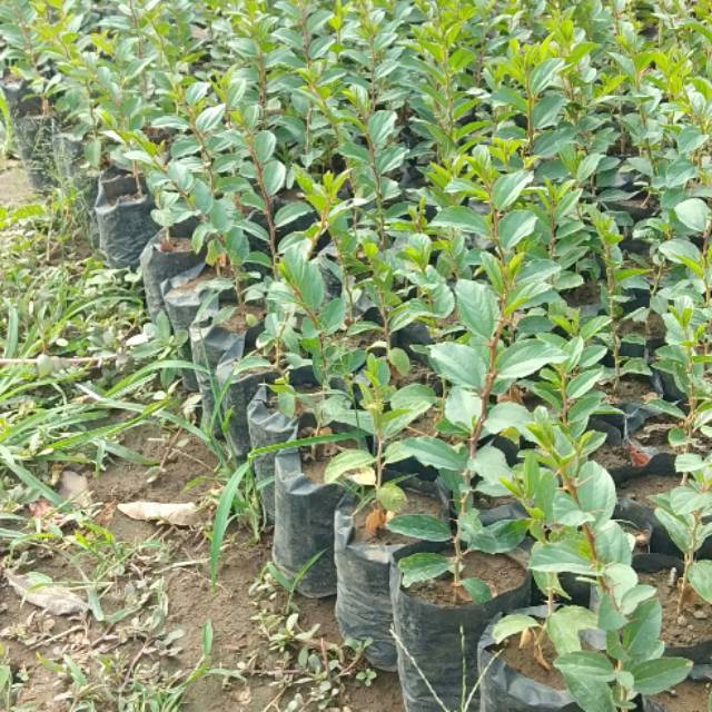 

Daun bidara