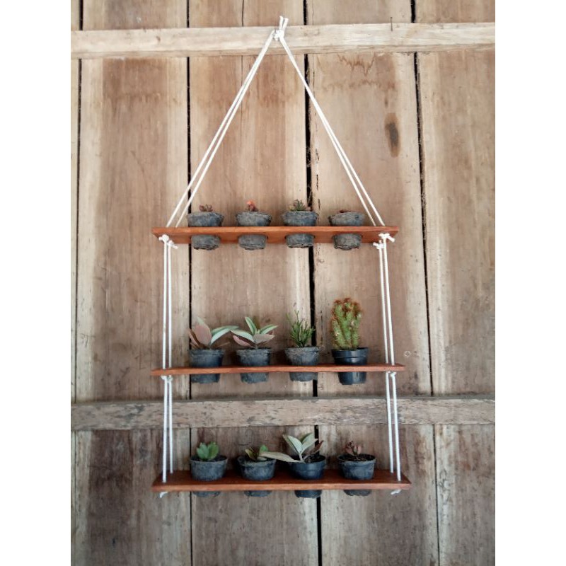 pot gantung tanaman sukulen