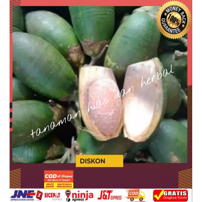 

Buah pinang jame/jambe muda 500gram terlaris