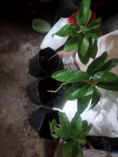 Promo 3 Bibit Alpukat Pluwang Aligator Dan Miki