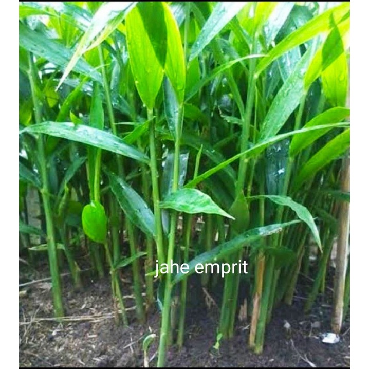 Bibit Jahe Emprit