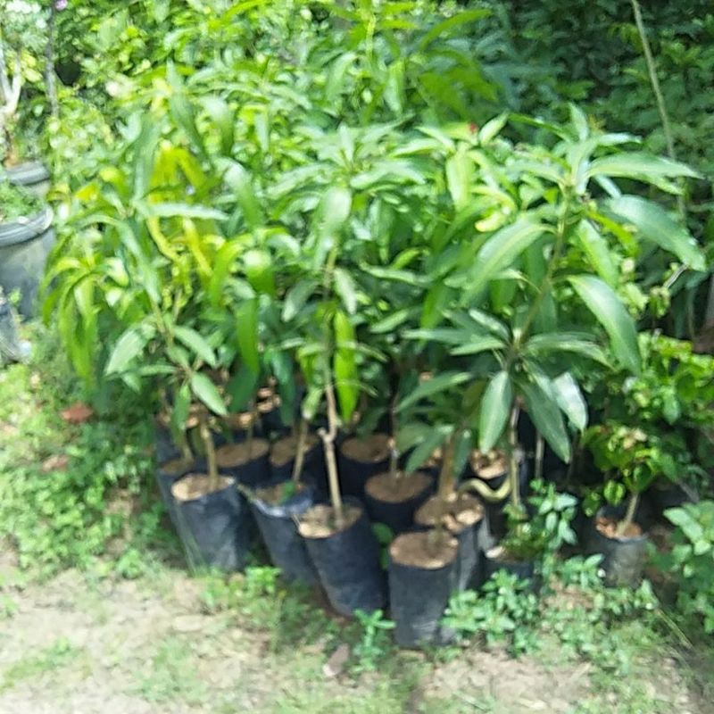 

bibit buah mangga