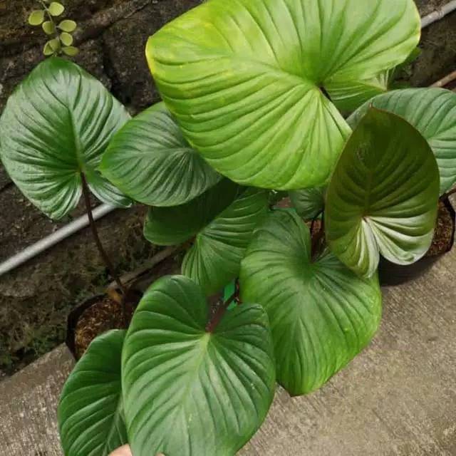 Tanaman philo homalomena / tanaman homalomena