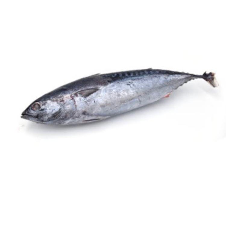 

IKAN TENGIRI UTUH / FILLET