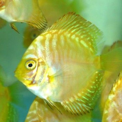 ikan discus yellow pigeon 2 inch up