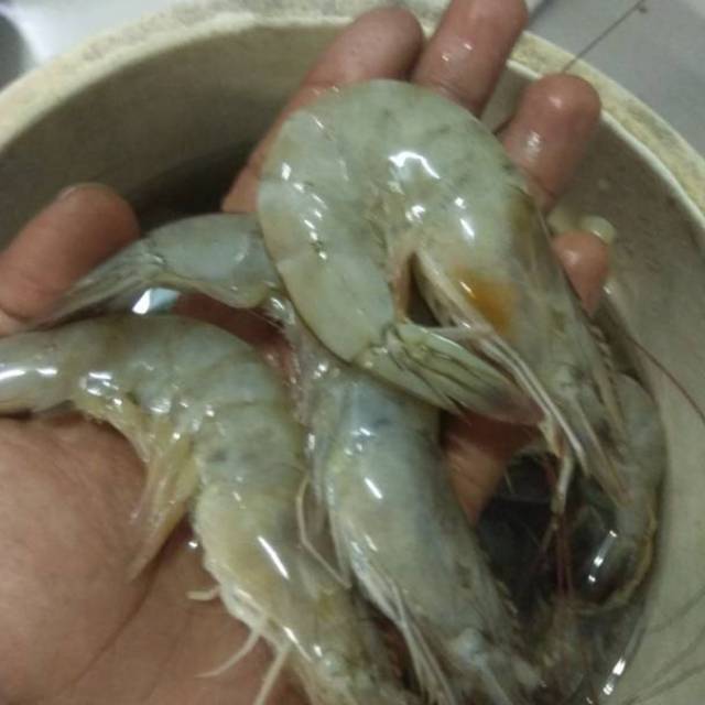 

Udang Sandul / Vanamee besar