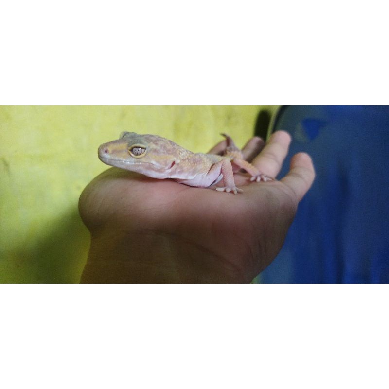 leopard gecko mainan, juve up dan dewasa