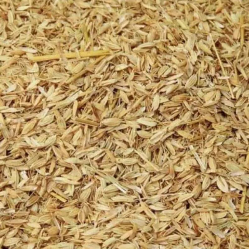 SEKAM MENTAH PADI UNTUK MENYUBURKAN TANAMAN