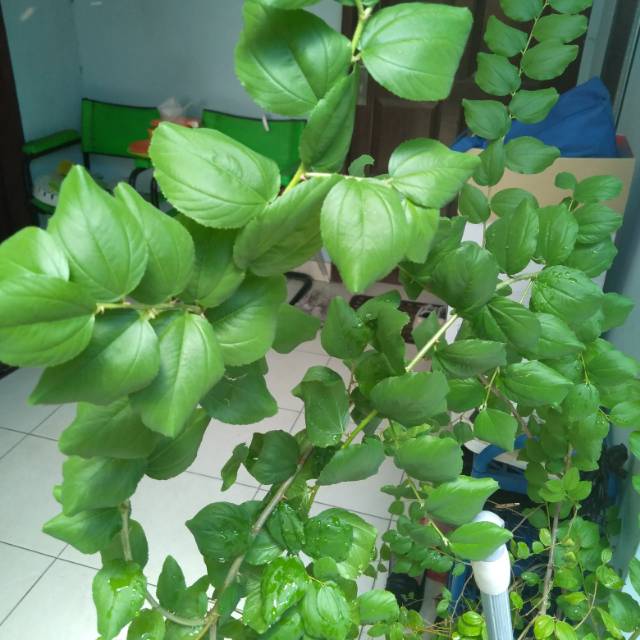 

Daun Bidara