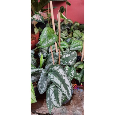 tanaman scindapsus