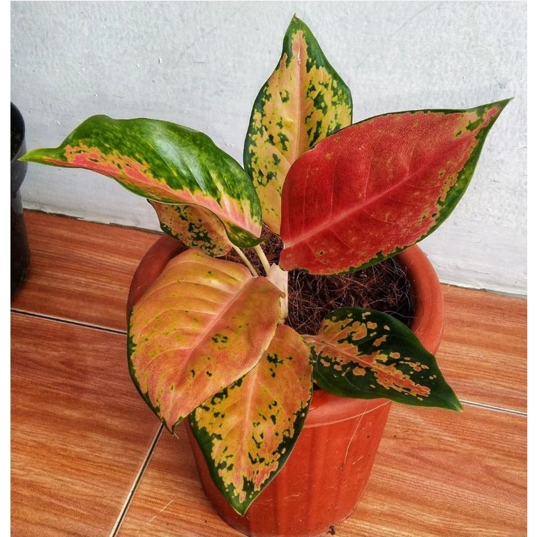 Kochin Tembaga Merah ( Tanaman Hias Bunga Aglonema Kochin Tembaga Termurah ) BISA COD ✅