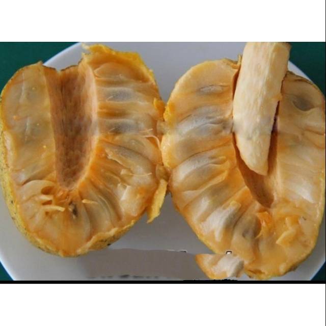 Tanaman Buah sirsak merah bangkok