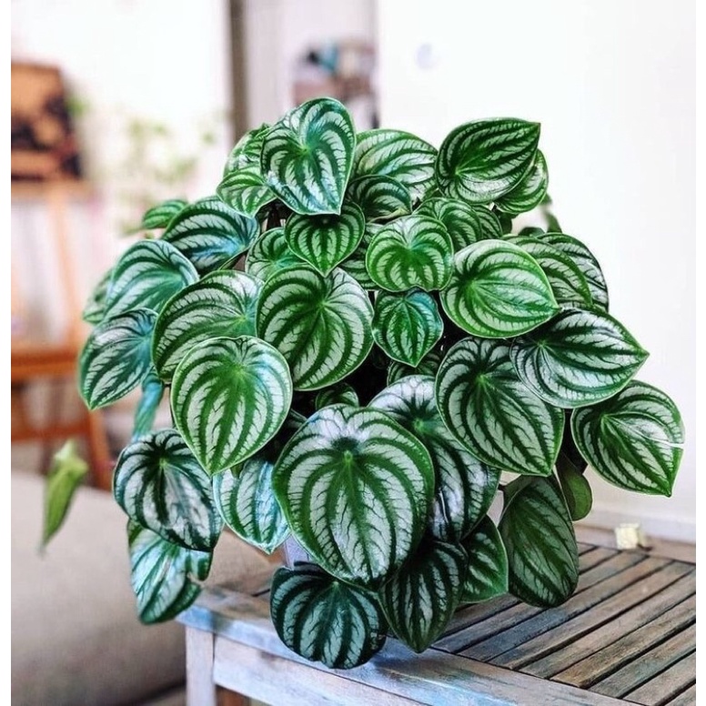Peperomia Watermelon Jumbo Paperomia / Tanaman Peperomia Hias Hidup / Bunga Hias / Bunga Hidup