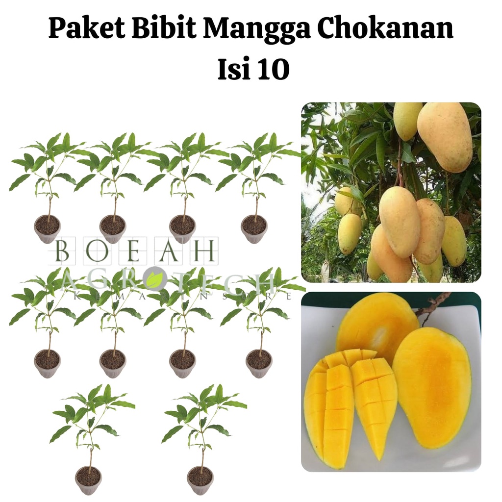 Paket Hemat Bibit Mangga Chokanan Okulasi Isi 10 Bonus Bibit Strawberry+Polibag