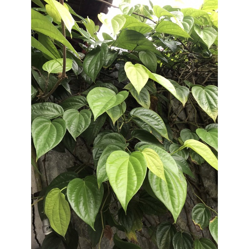 

Daun Sirih Segar dan Baru Dipetik